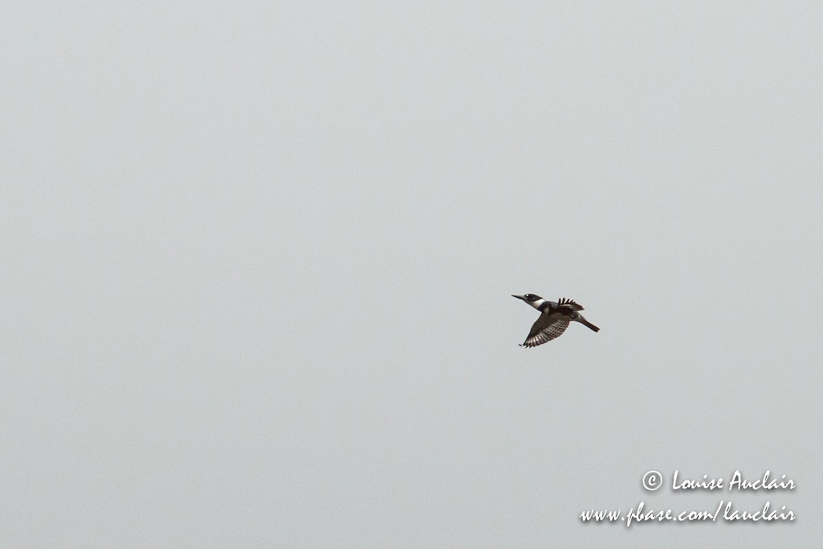 Belted Kingfisher - ML96790761