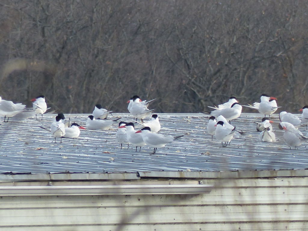 Caspian Tern - Paul Mackenzie