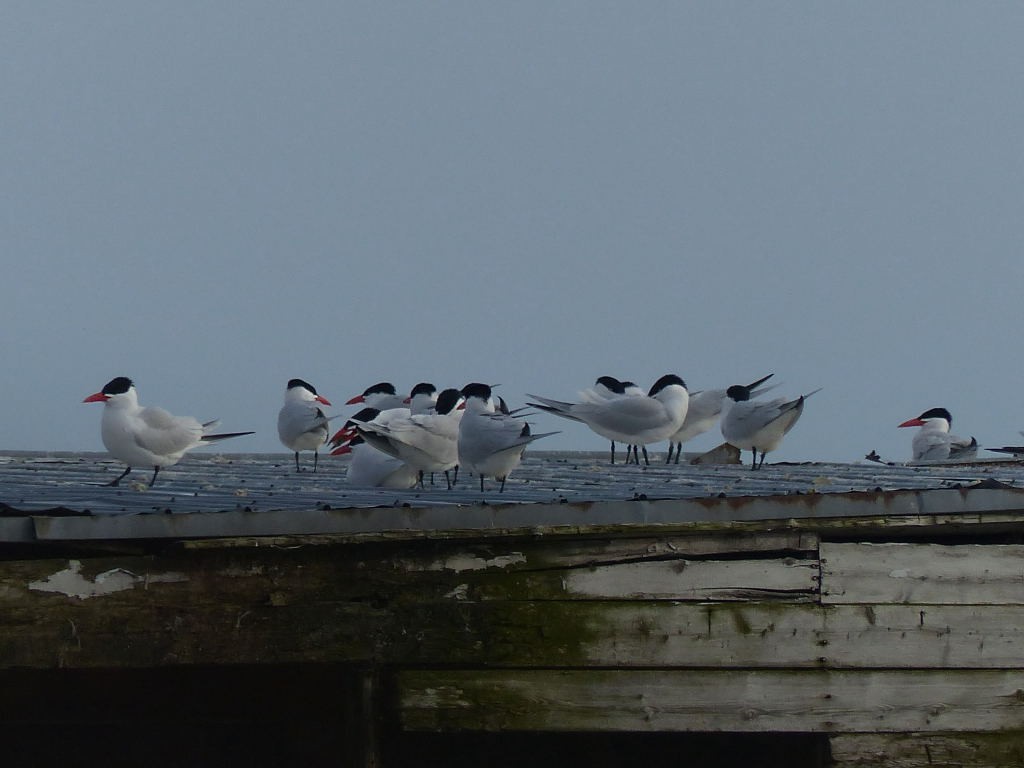 Caspian Tern - Paul Mackenzie