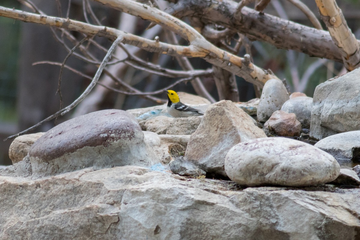 Hermit Warbler - ML96791701