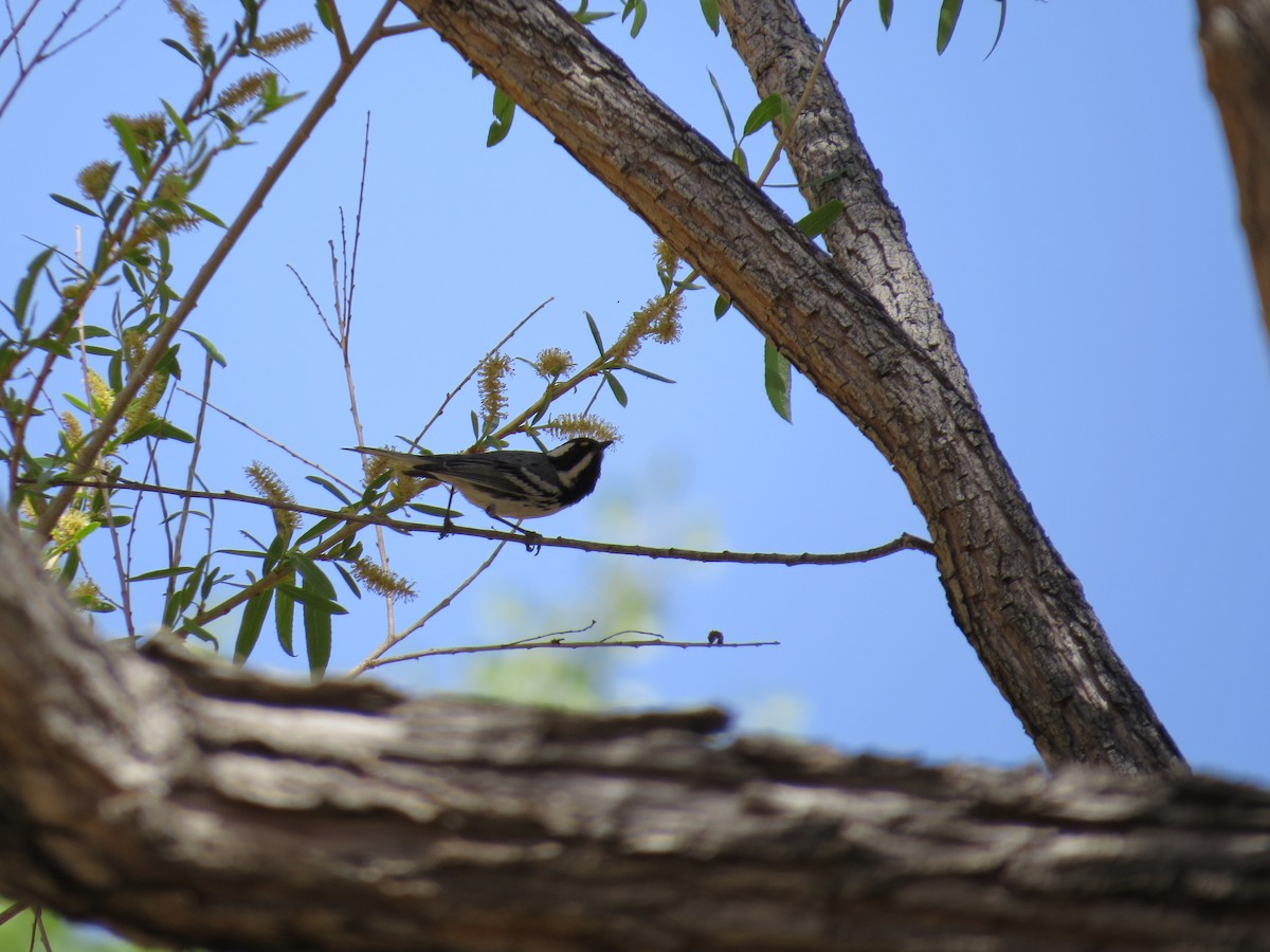 Black-throated Gray Warbler - ML96793121