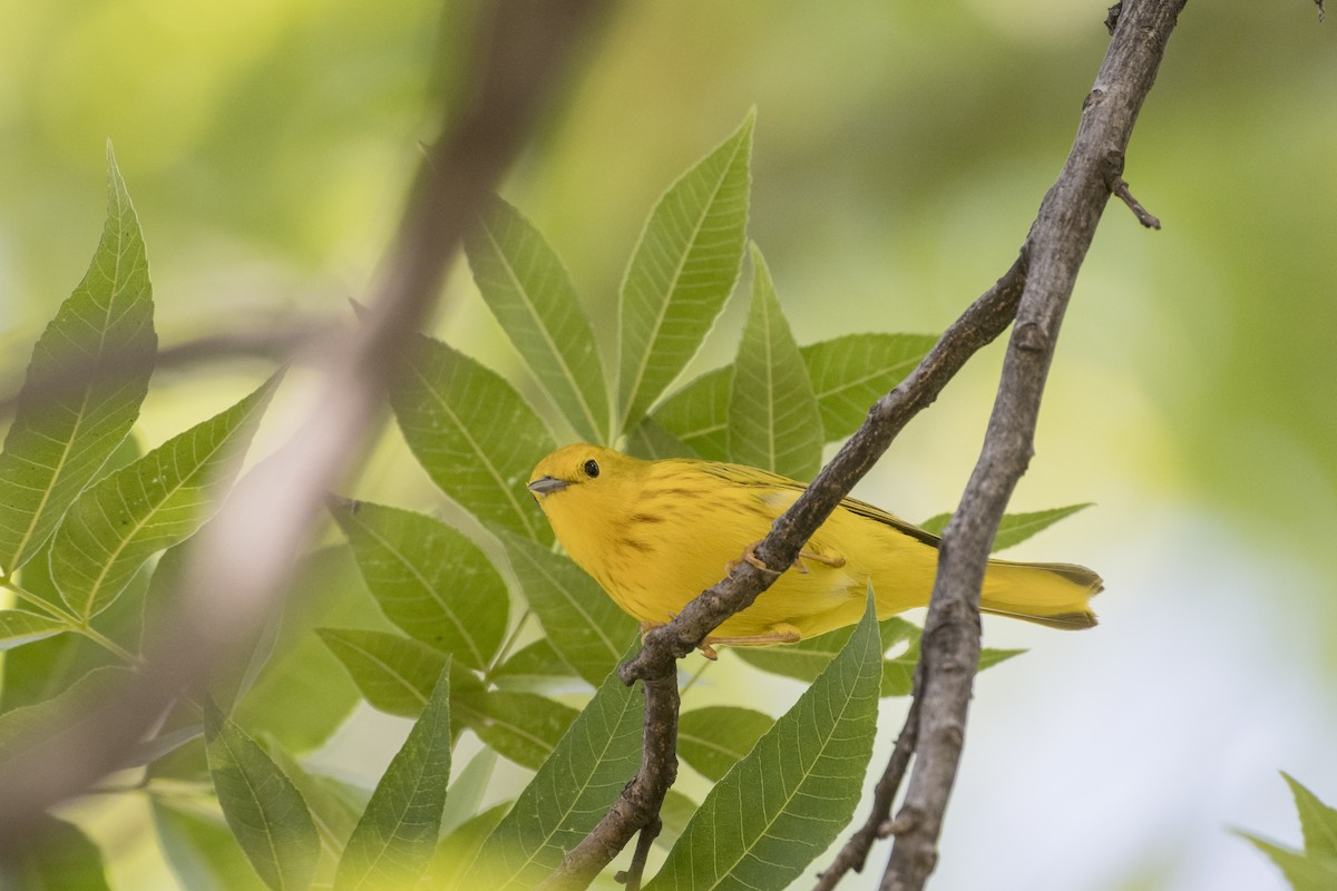 Northern Yellow Warbler - Bryan Calk