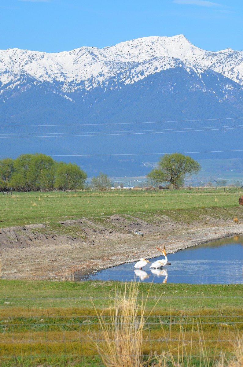 American White Pelican - ML96794021