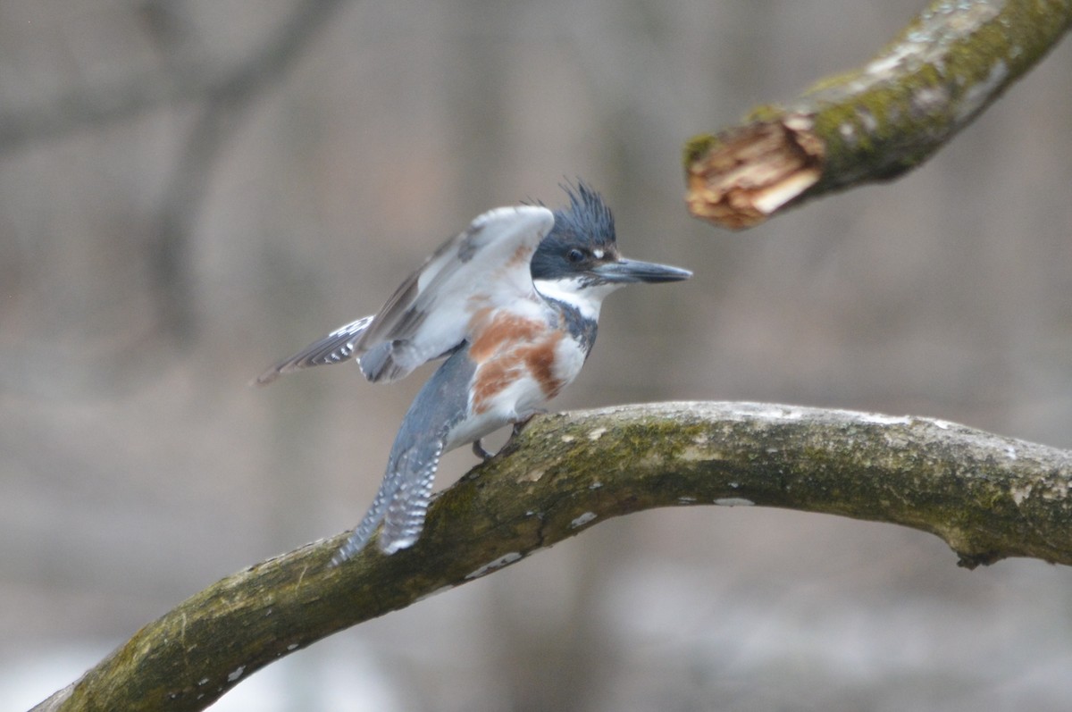 Belted Kingfisher - ML96794401