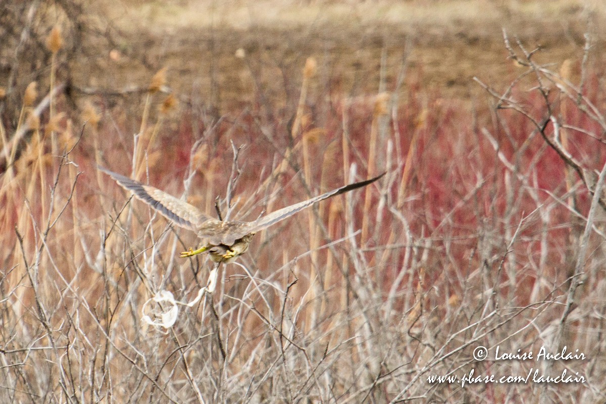 American Bittern - ML96794411