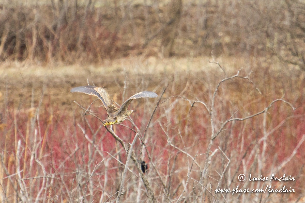 American Bittern - ML96794421