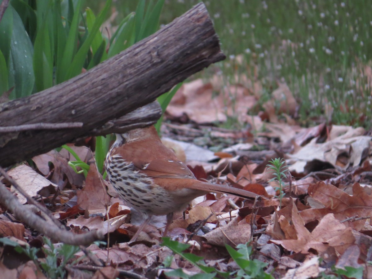 Wood Thrush - ML96794561