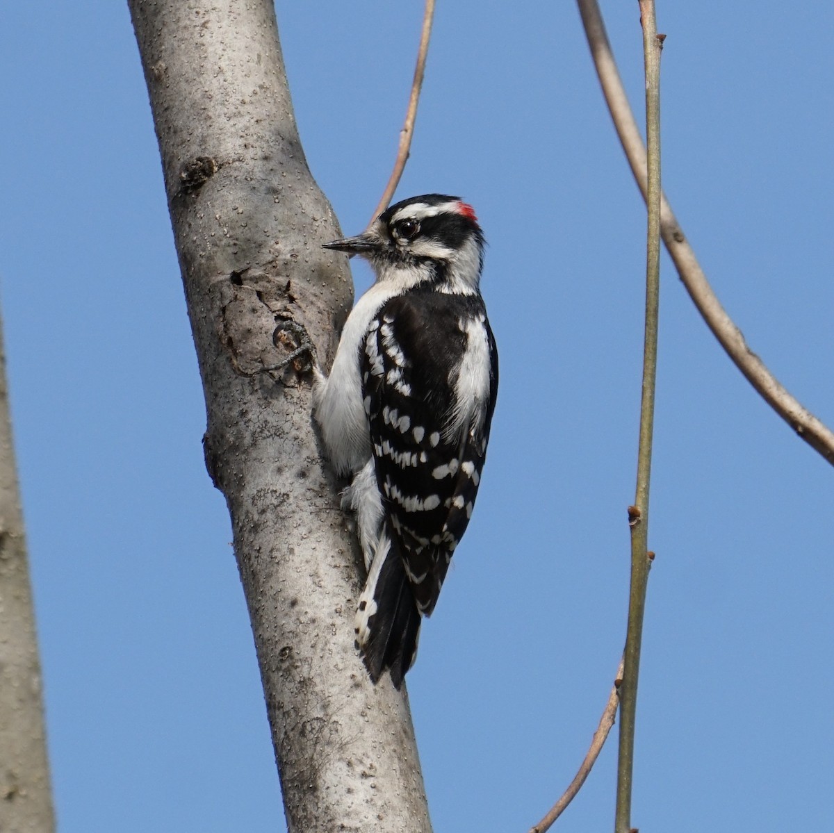 Downy Woodpecker - vd wees