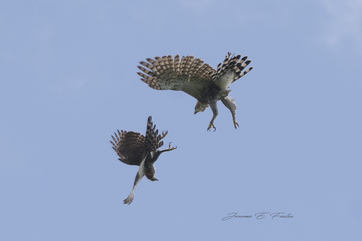 Ornate Hawk-Eagle - Jerome Foster