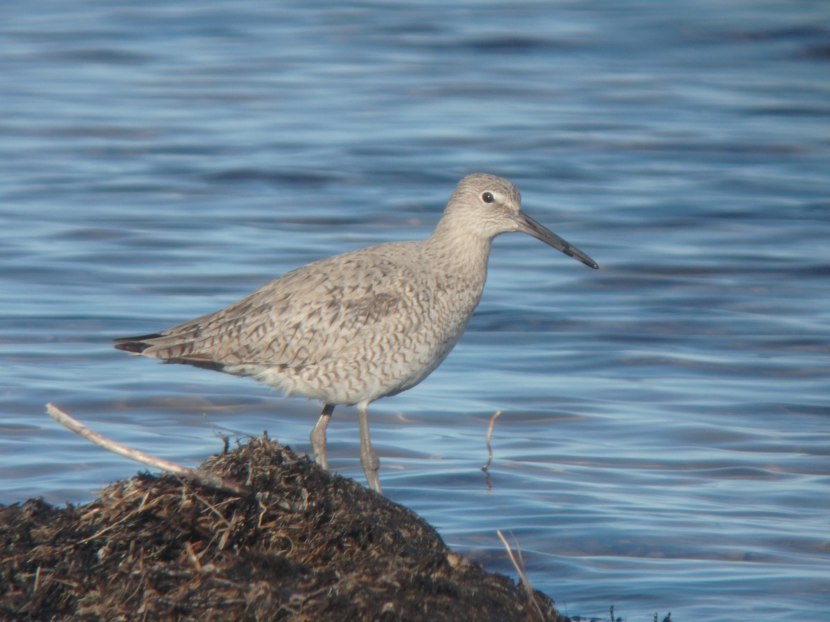 Willet - ML96795931