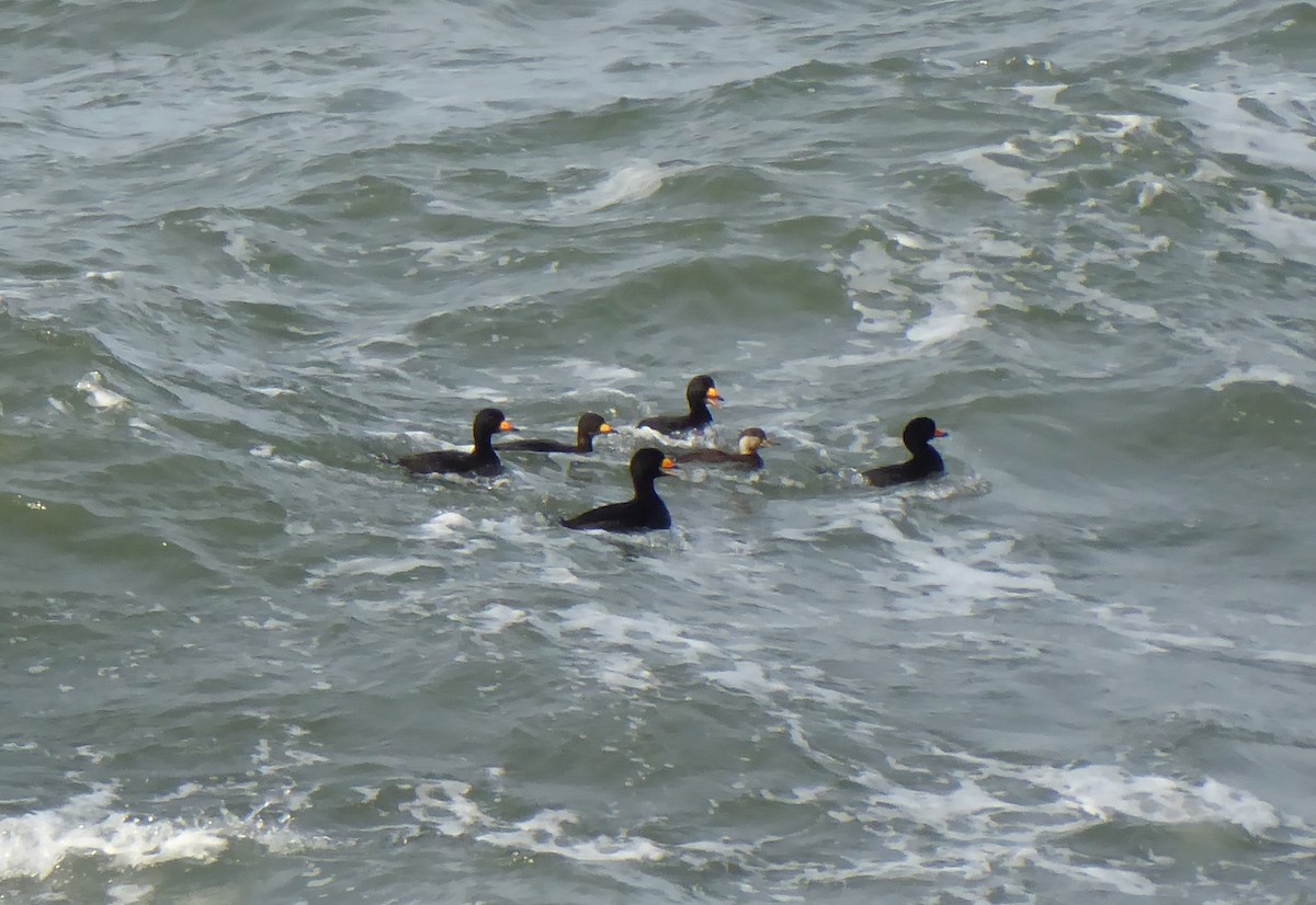 Black Scoter - ML96796061