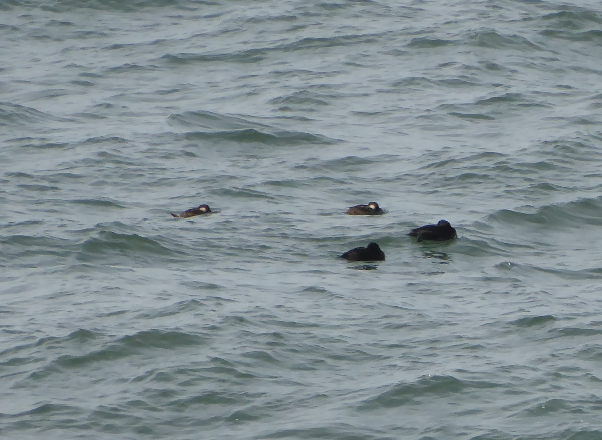 Black Scoter - ML96796161