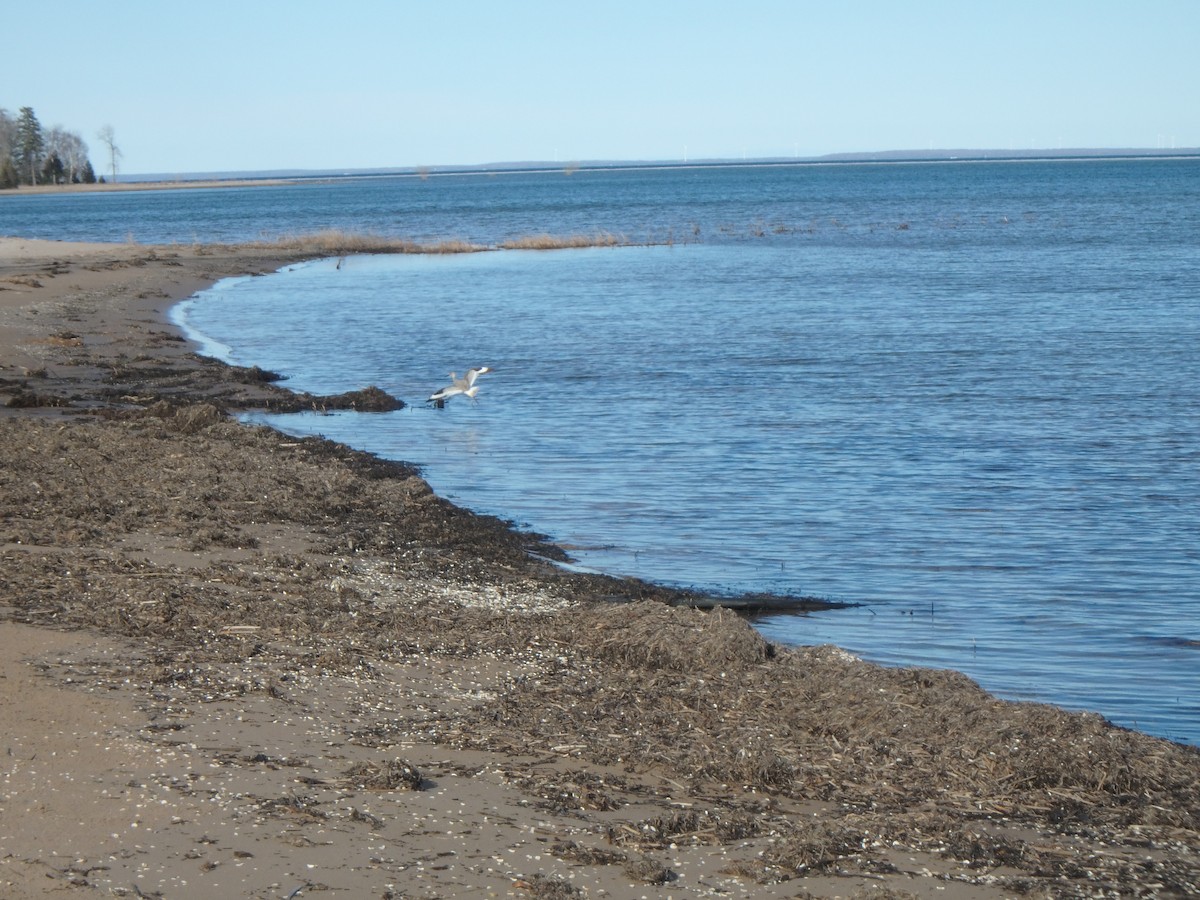 Playero Aliblanco - ML96796491