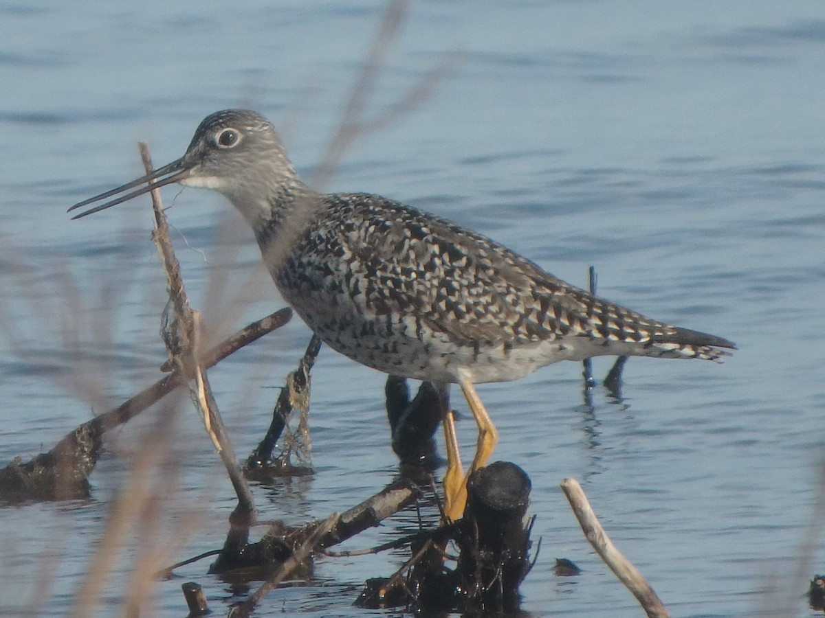 Lesser Yellowlegs - ML96797121