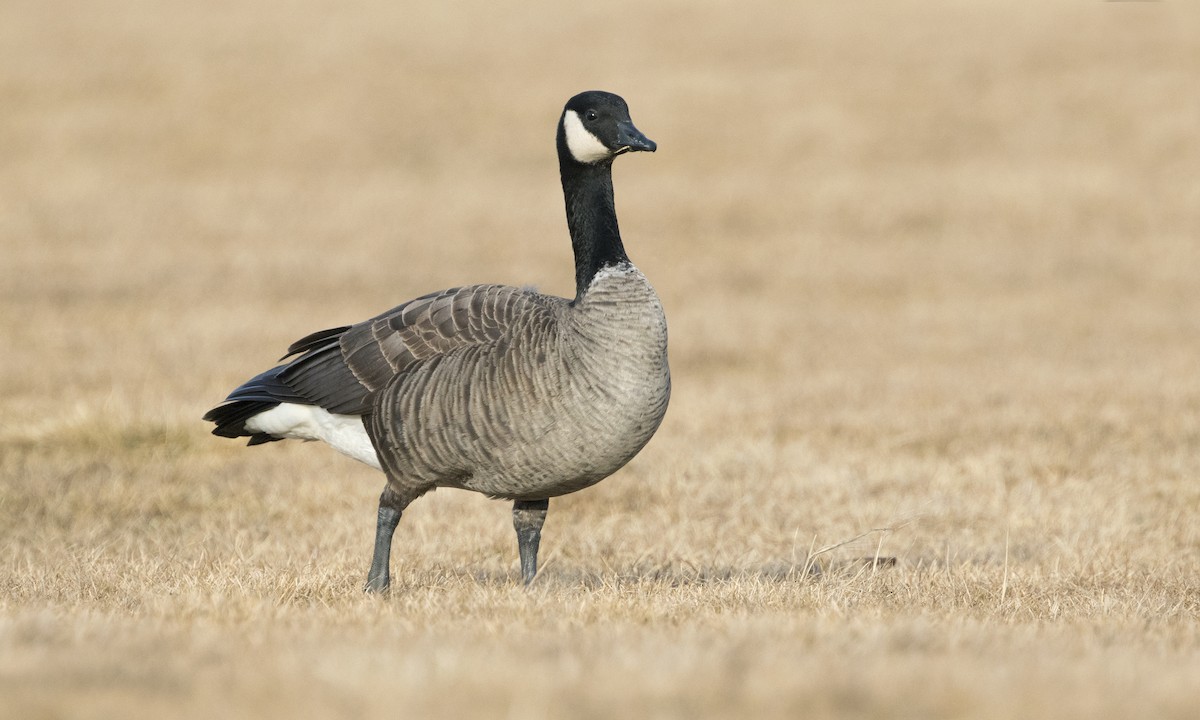 Canada Goose - ML96797261