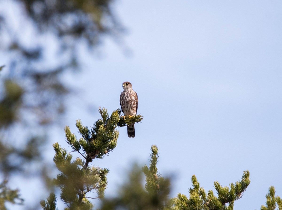 Merlin - Yannick Fleury