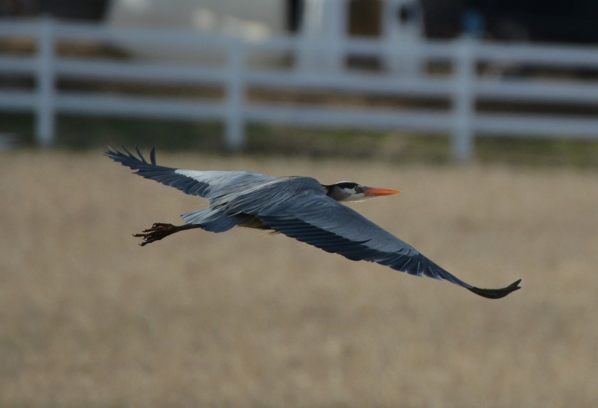 Great Blue Heron - ML96798511