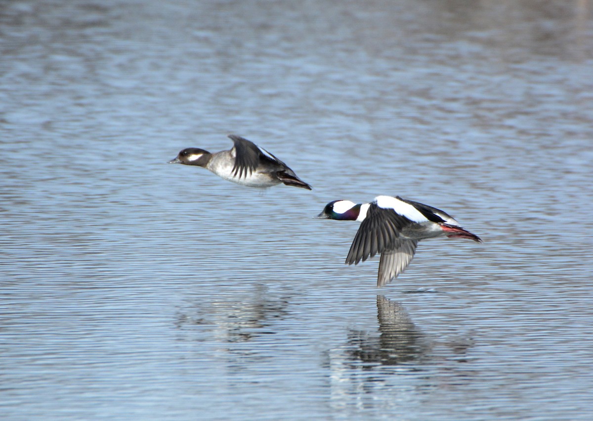 Bufflehead - ML96798871