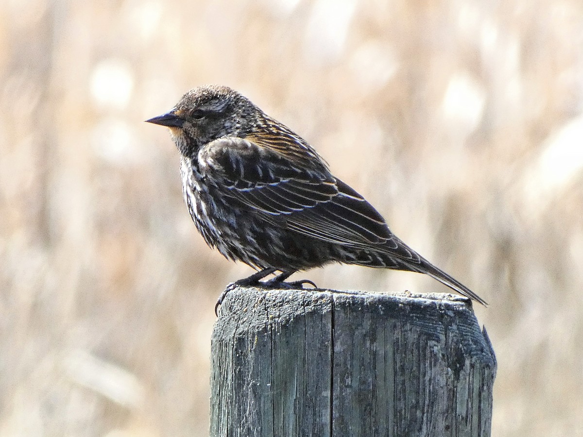 Red-winged Blackbird - Randall M
