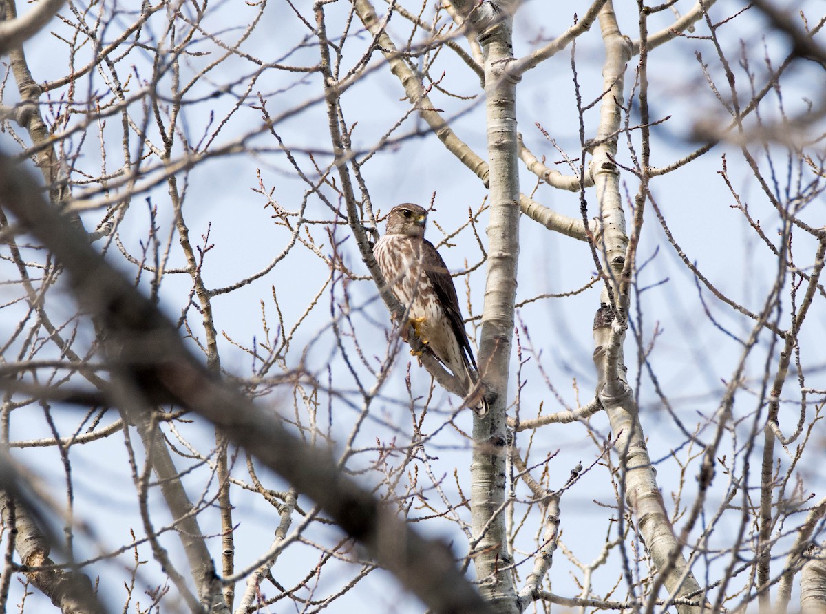 Merlin - Yannick Fleury