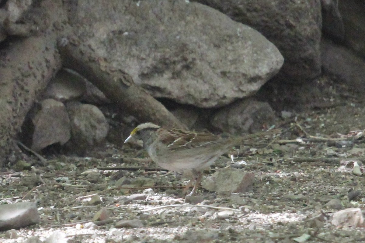 White-throated Sparrow - ML96801521