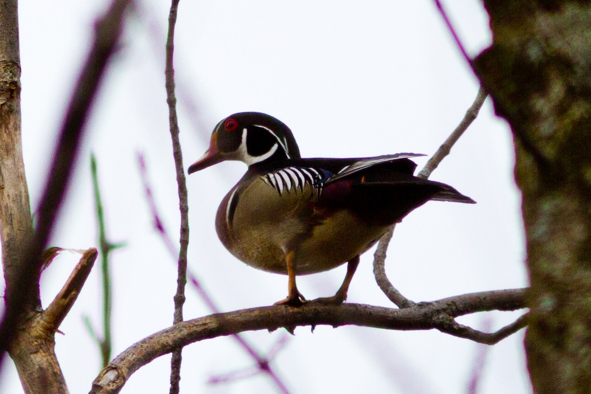 Wood Duck - ML96806711