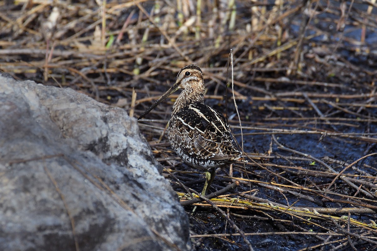 Wilson's Snipe - ML96808211