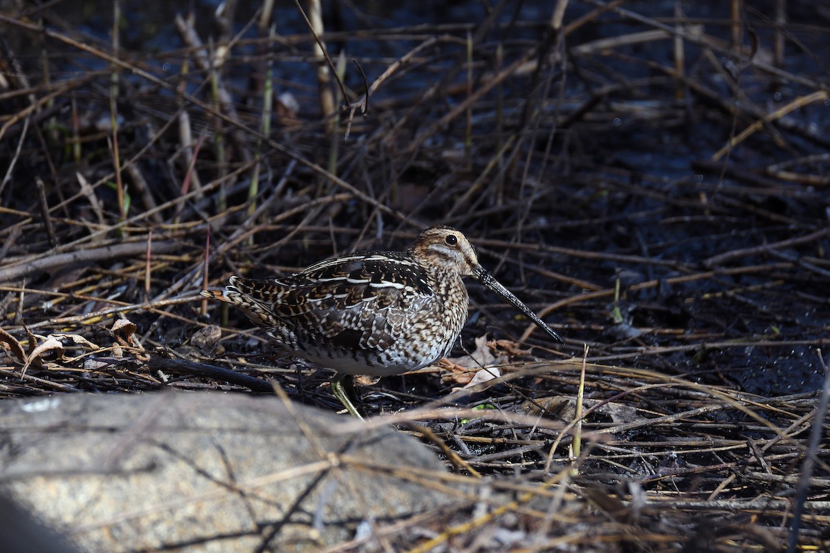 Wilson's Snipe - ML96808221