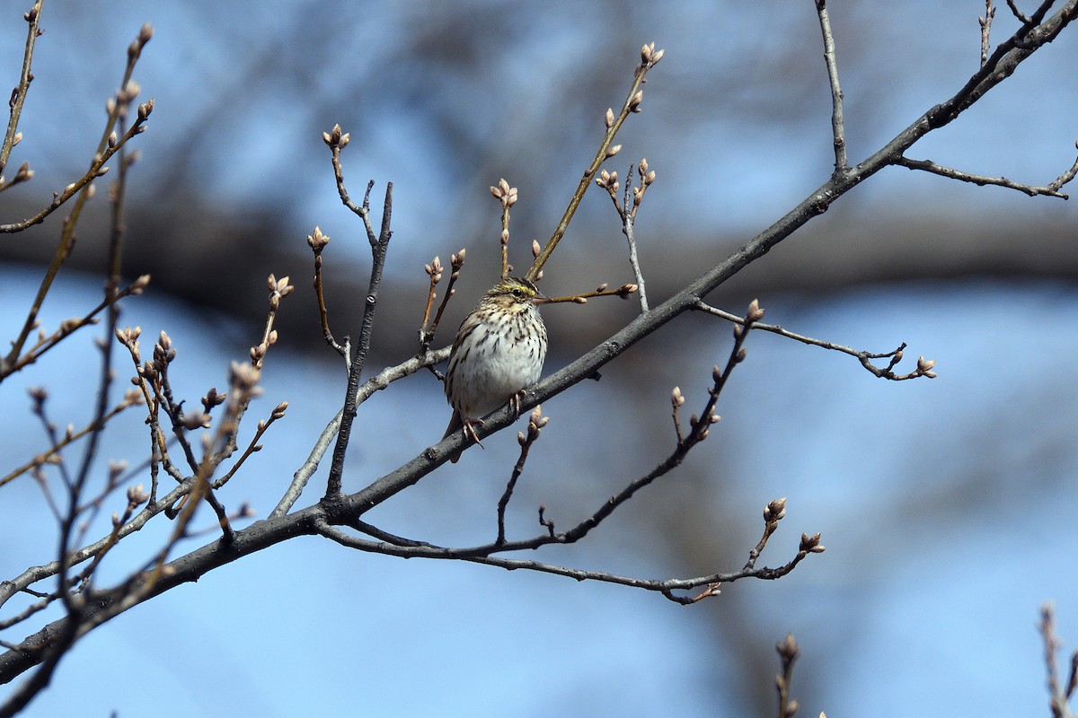 Savannah Sparrow - ML96808491
