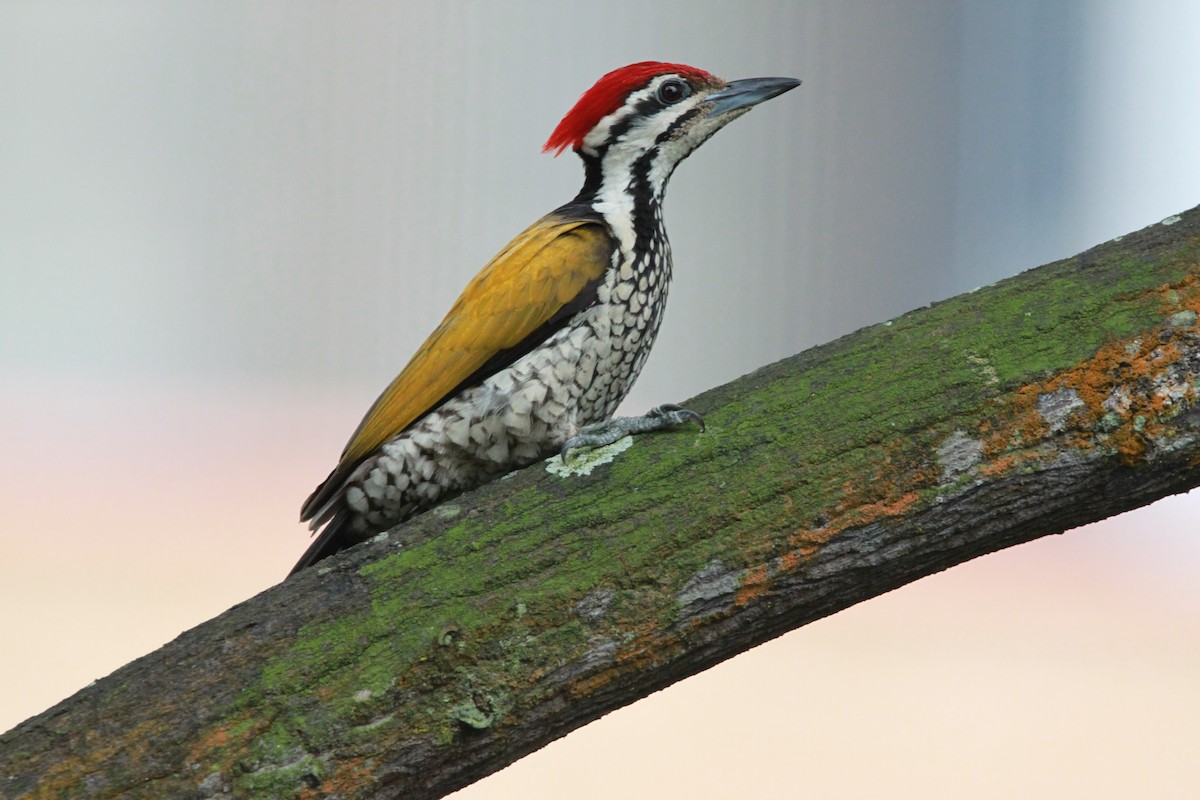 Common Flameback - William Mahoney