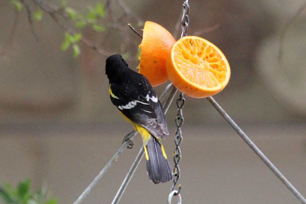 Scott's Oriole - Andrew Core