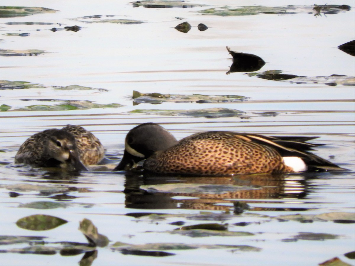 Blue-winged Teal - ML96812561