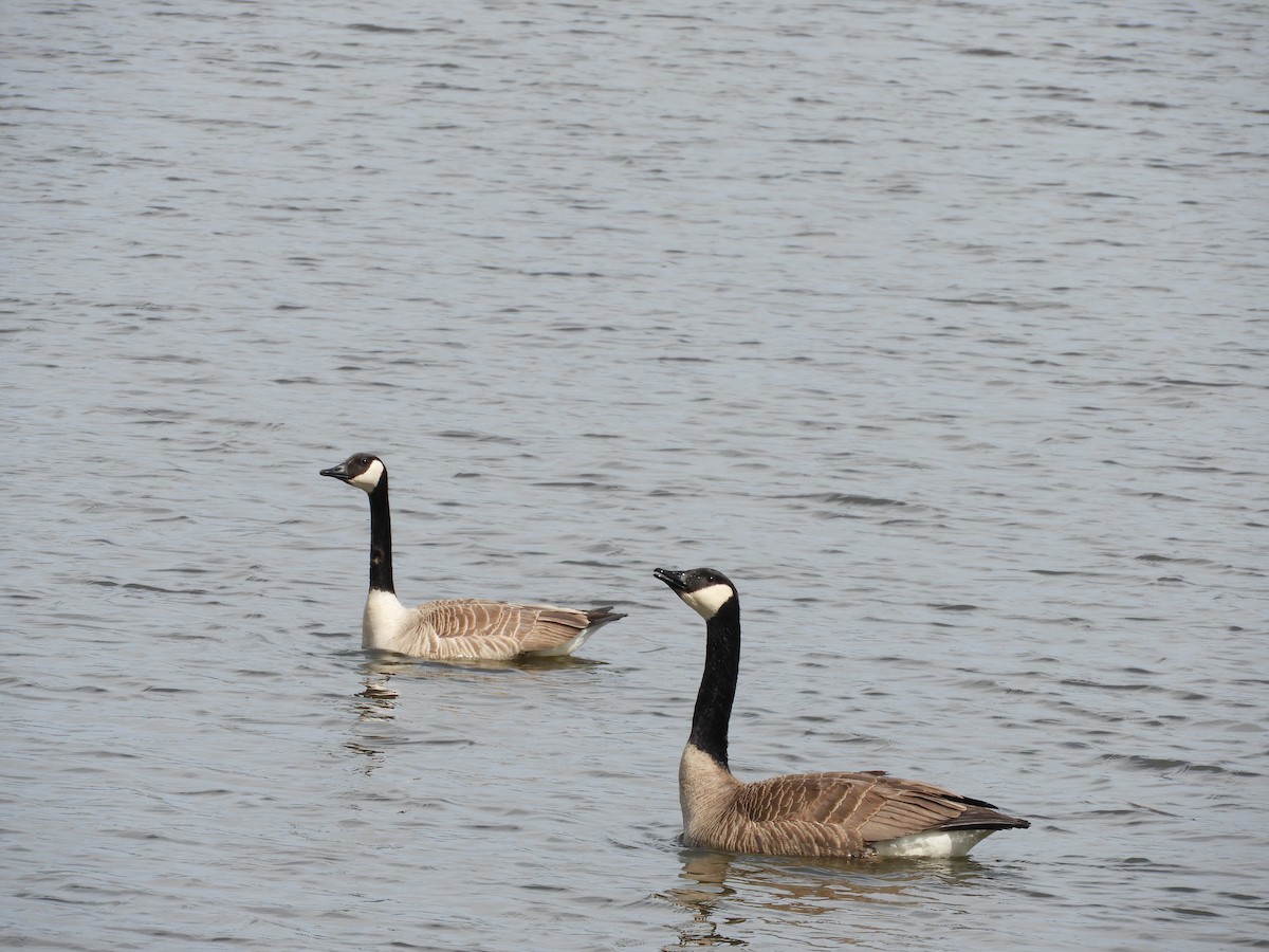 Canada Goose - ML96812751