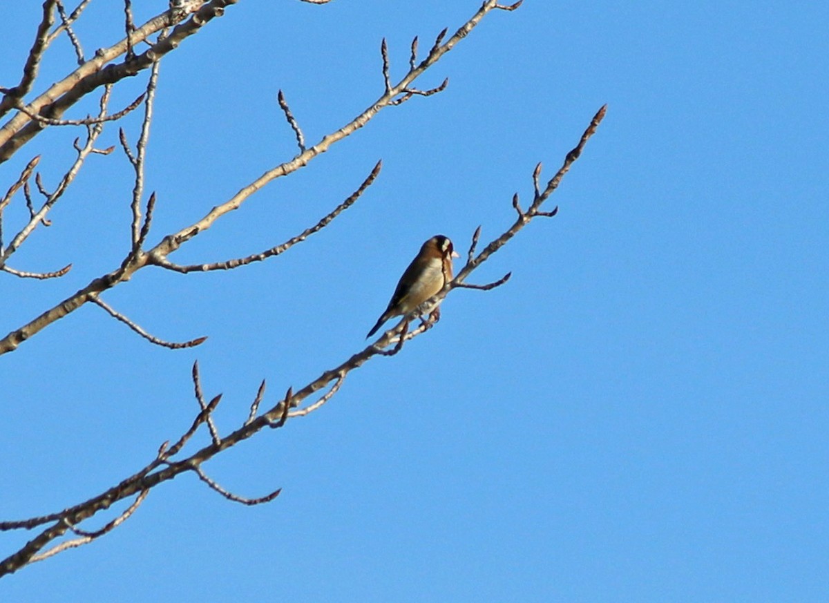 European Goldfinch - ML96812971