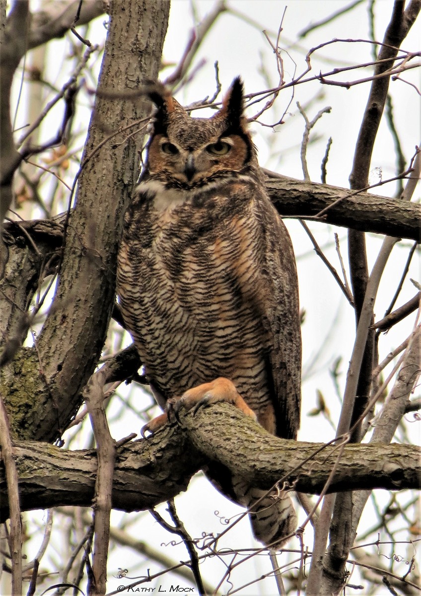 Great Horned Owl - Kathy L. Mock