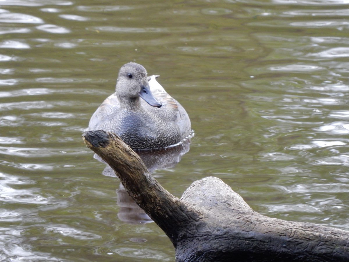 Gadwall - ML96813381