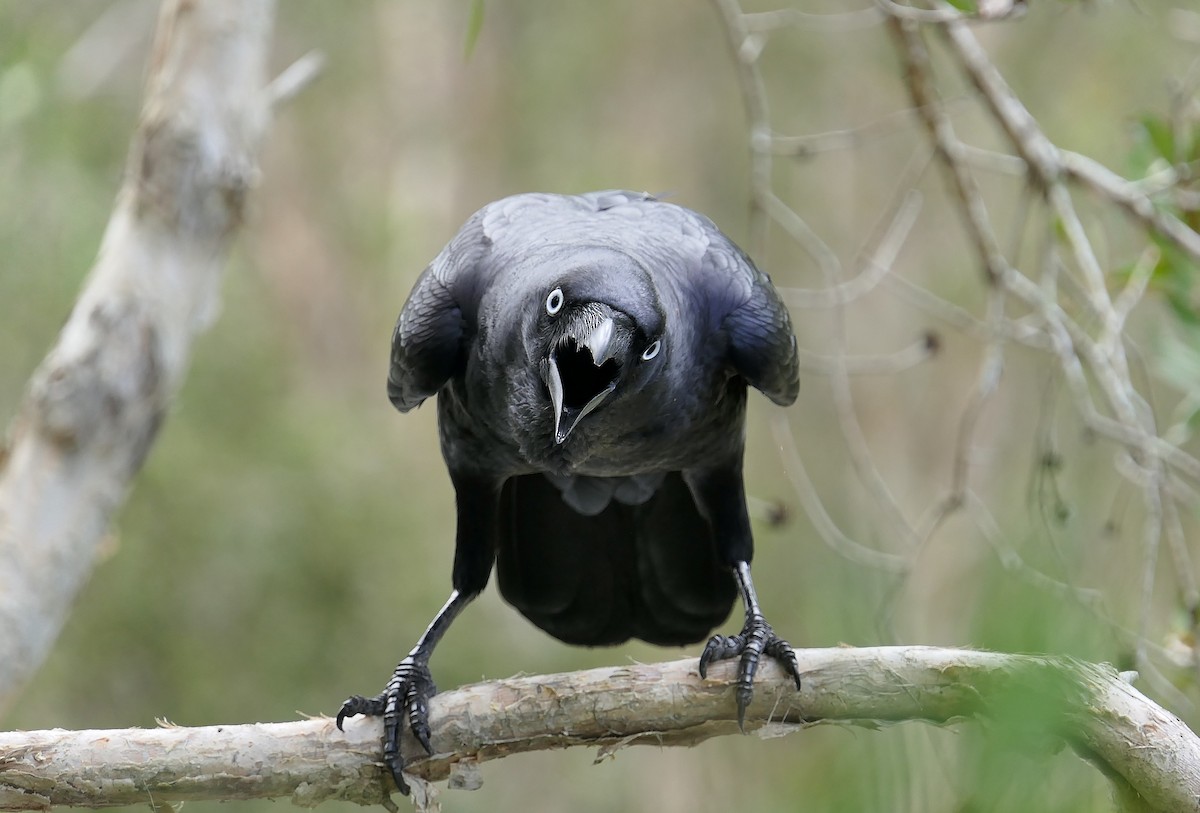 Torresian Crow - ML96814121