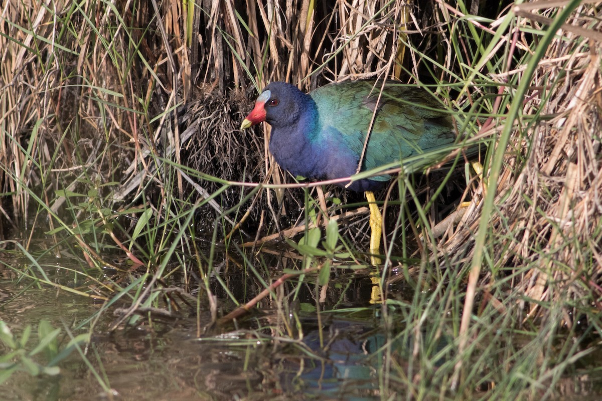 Purple Gallinule - ML96815191