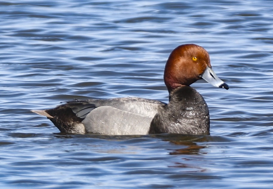 Redhead - ML96815331