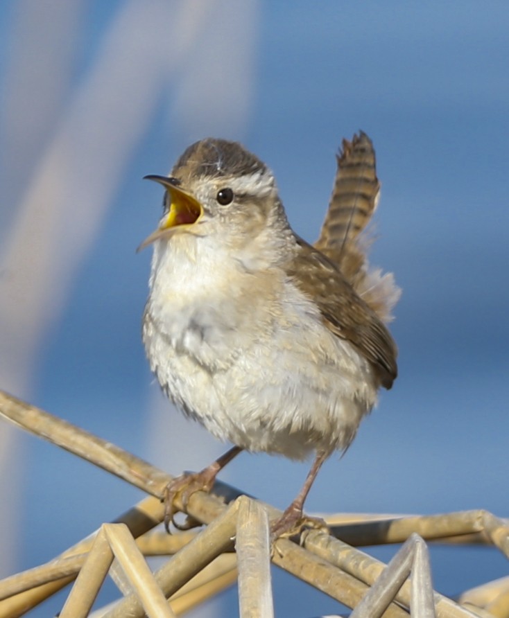 Marsh Wren - ML96815621