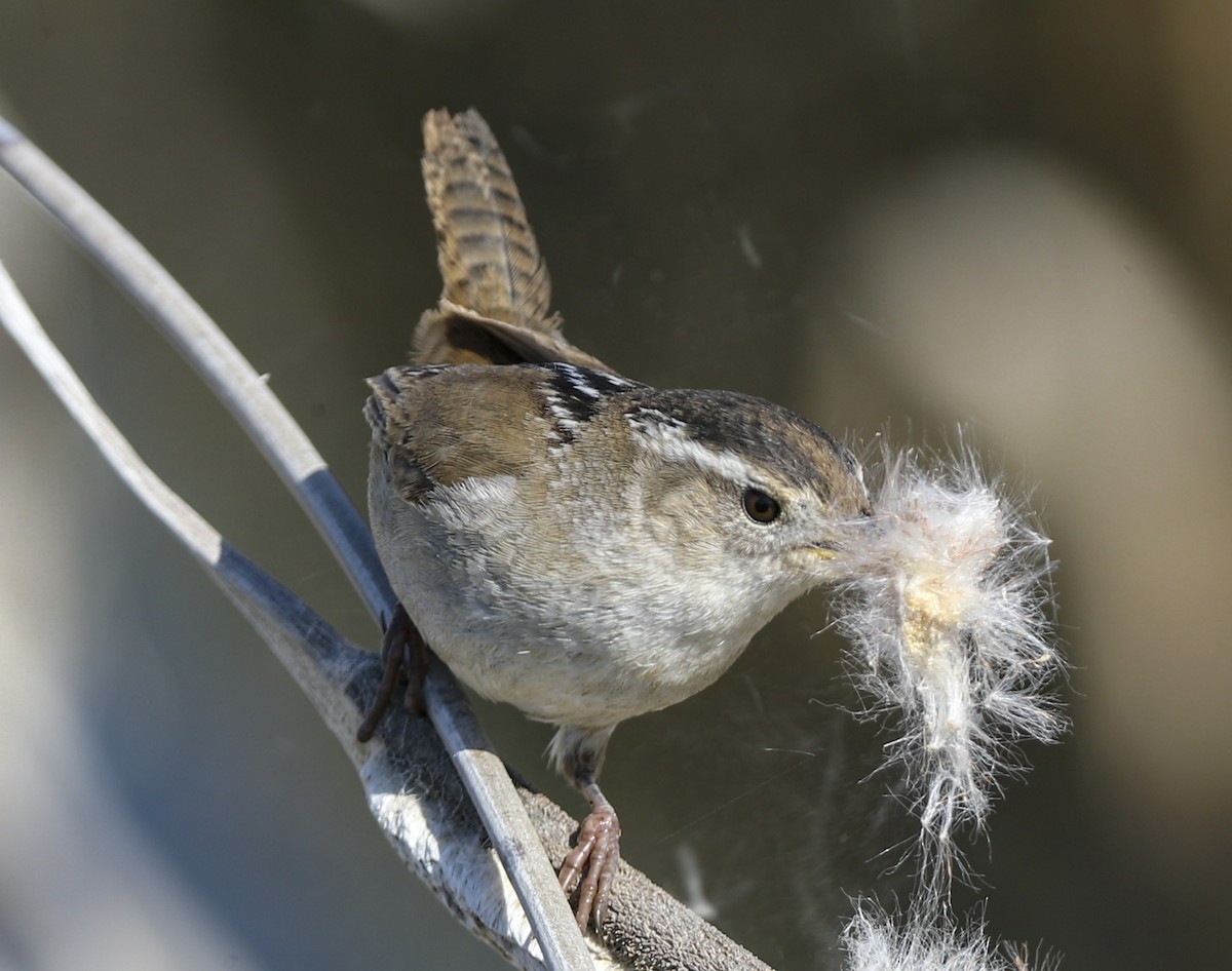 Marsh Wren - ML96815631