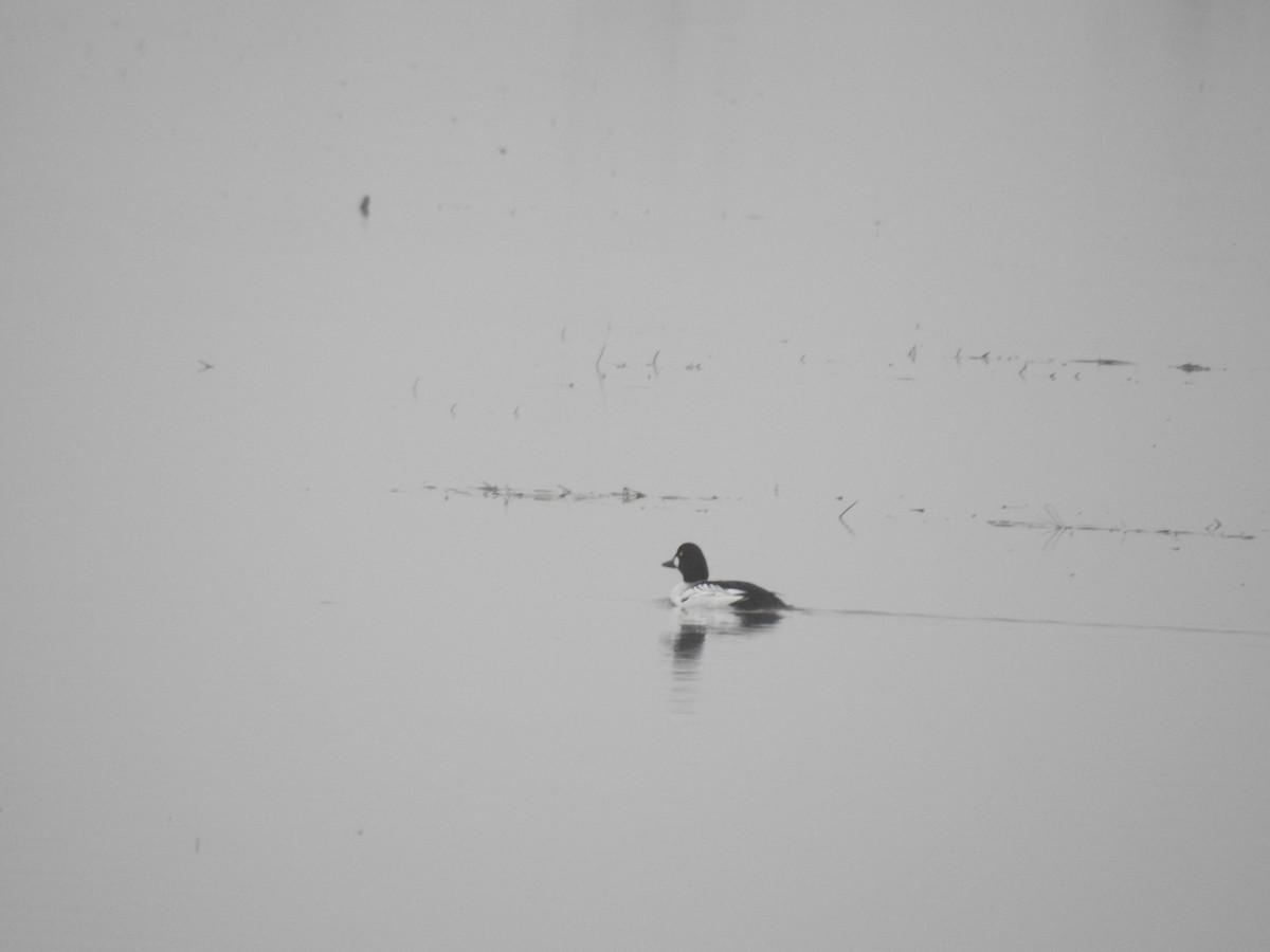 Common Goldeneye - ML96815721