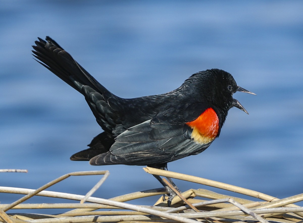 Red-winged Blackbird - ML96815961