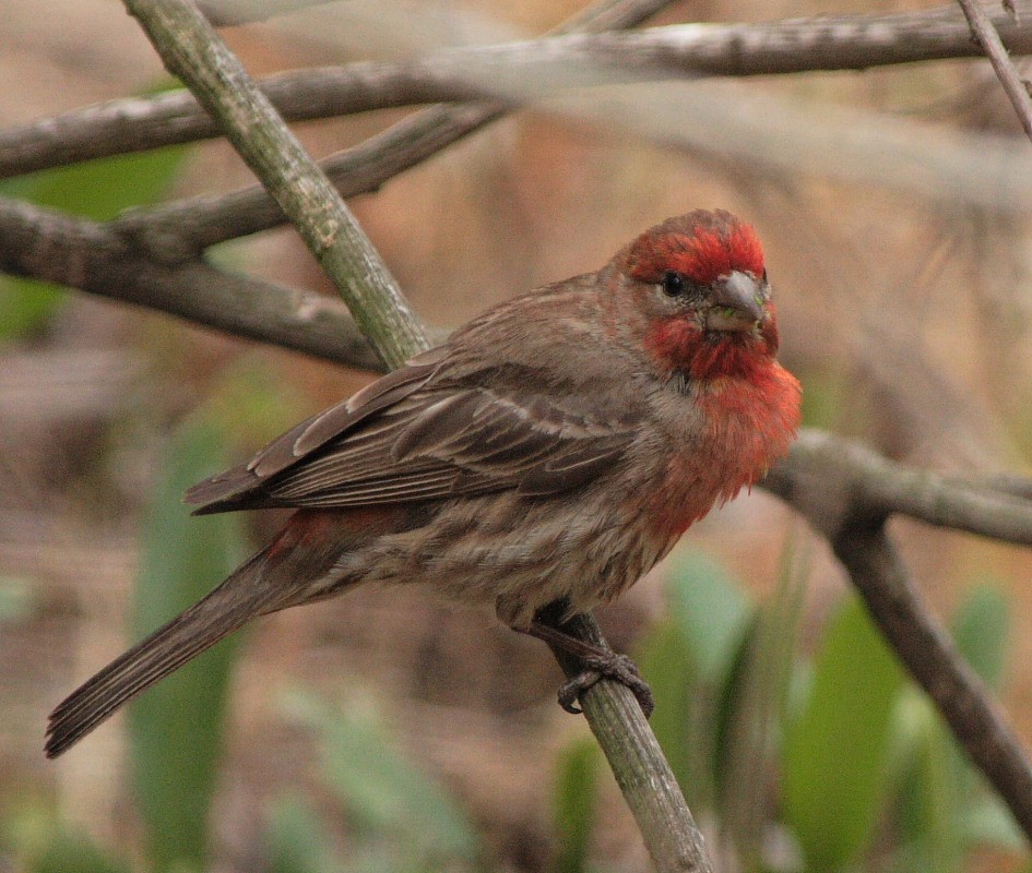 House Finch - Larry Edwards