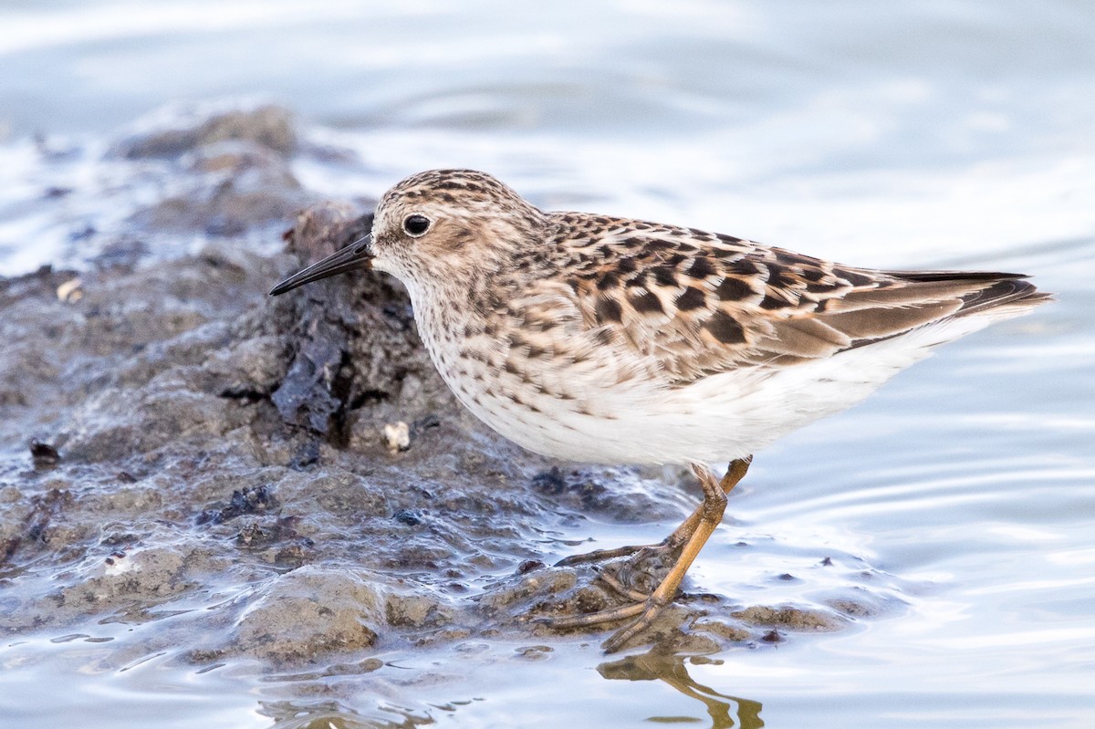 Least Sandpiper - ML96816481