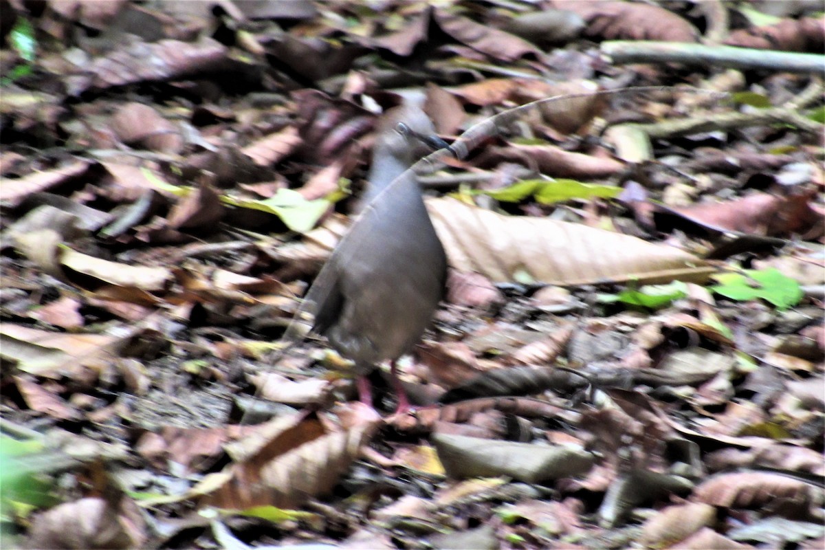 Gray-chested Dove - ML96820151