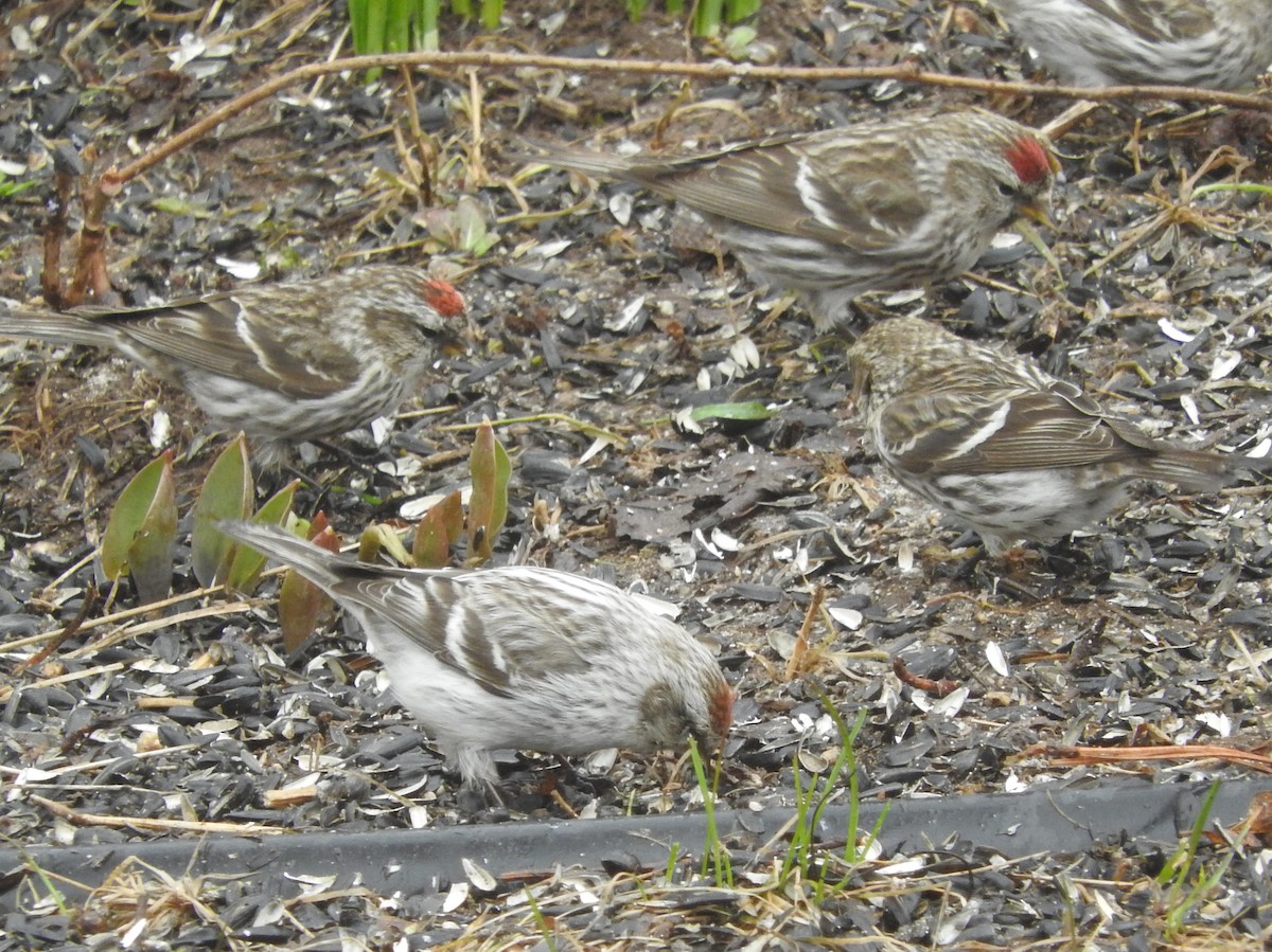 Hoary Redpoll - ML96821021