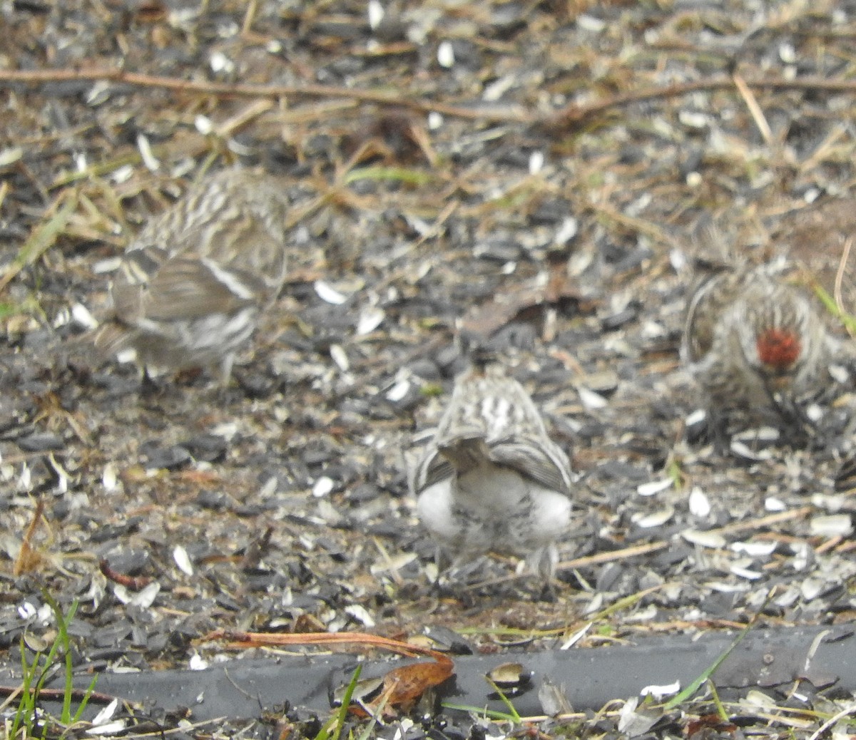 Hoary Redpoll - ML96821031