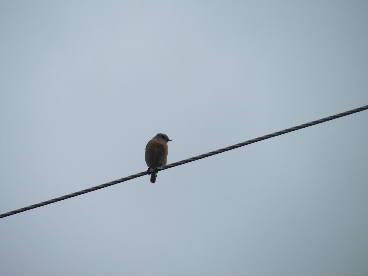 Western Bluebird - ML96823301