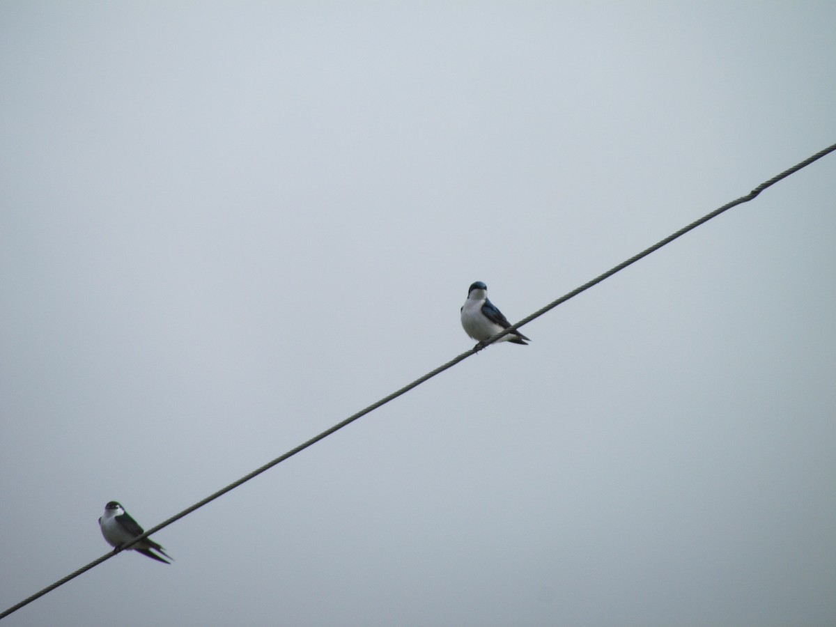 Tree Swallow - ML96823511